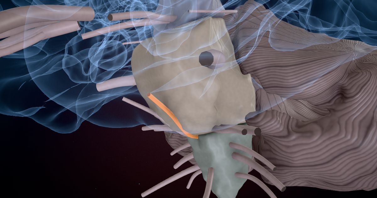 The abducens nerve (VI) lit up in a 3D model of the human brain