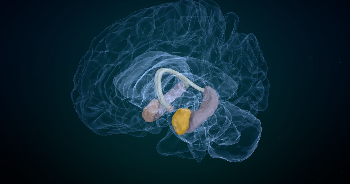 Emotion and stress: the amygdala and fight or flight in a 3D model of the brain