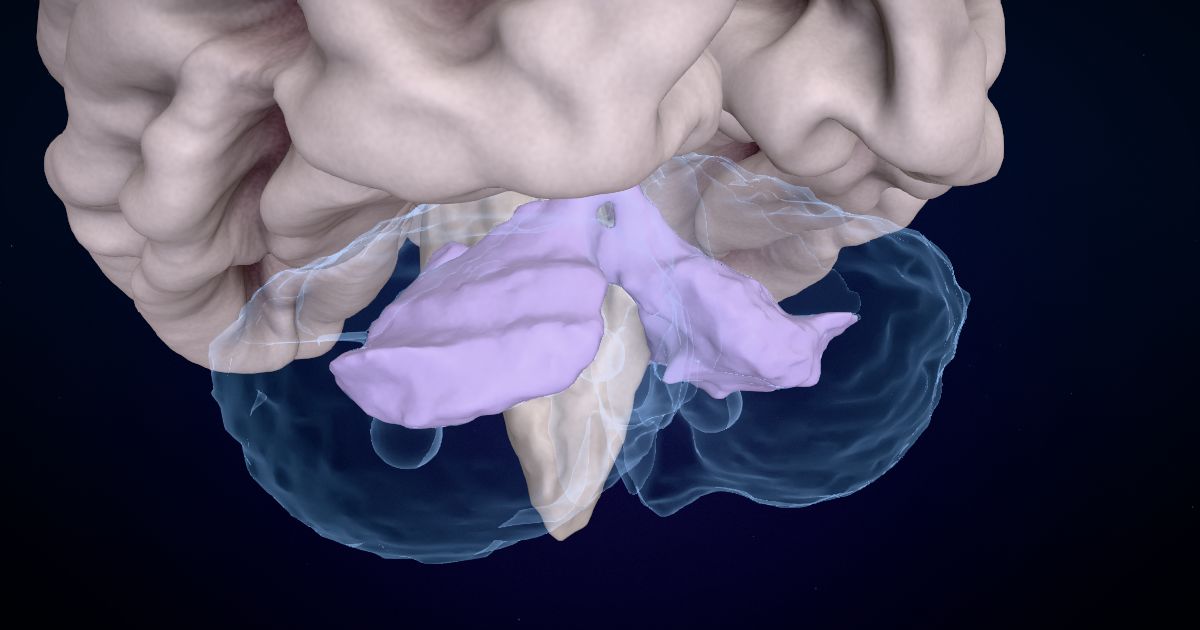 The arbor vitae in a 3D model of the brain