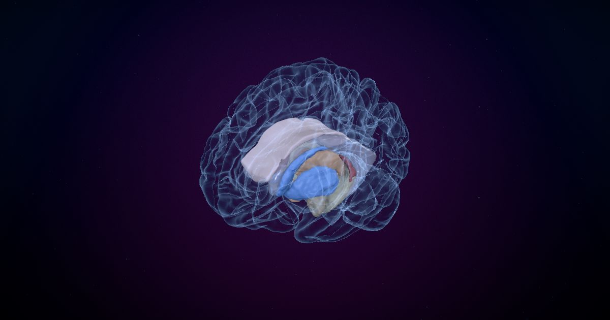 The basal ganglia in a 3D model of the brain
