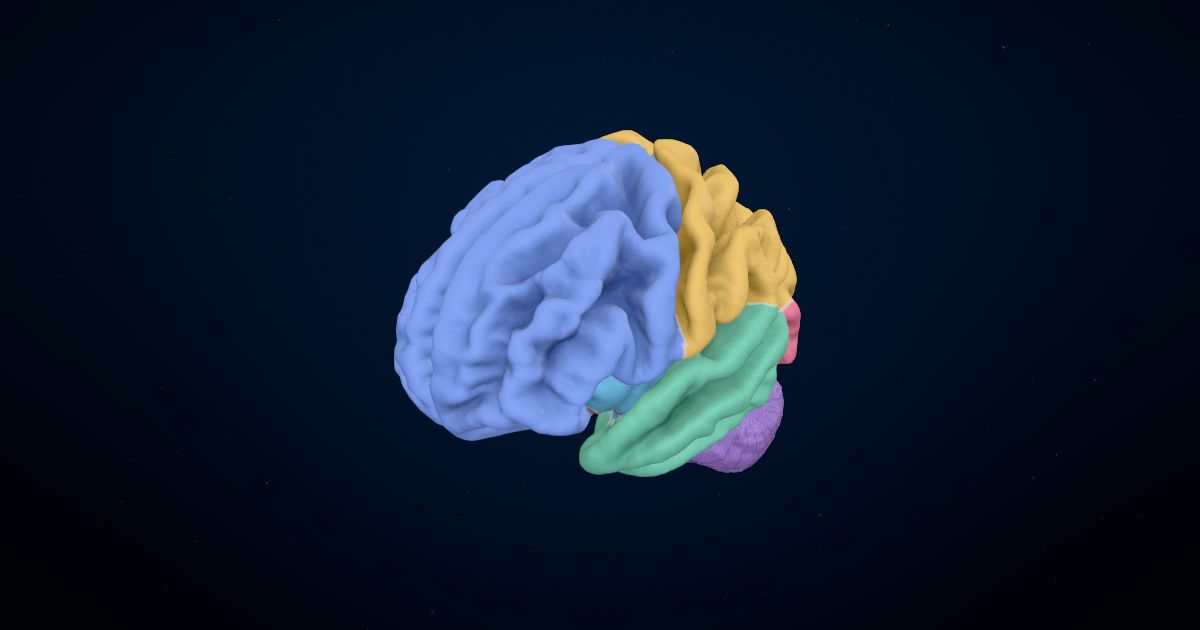 Lobes of the brain in a 3D model of the brain