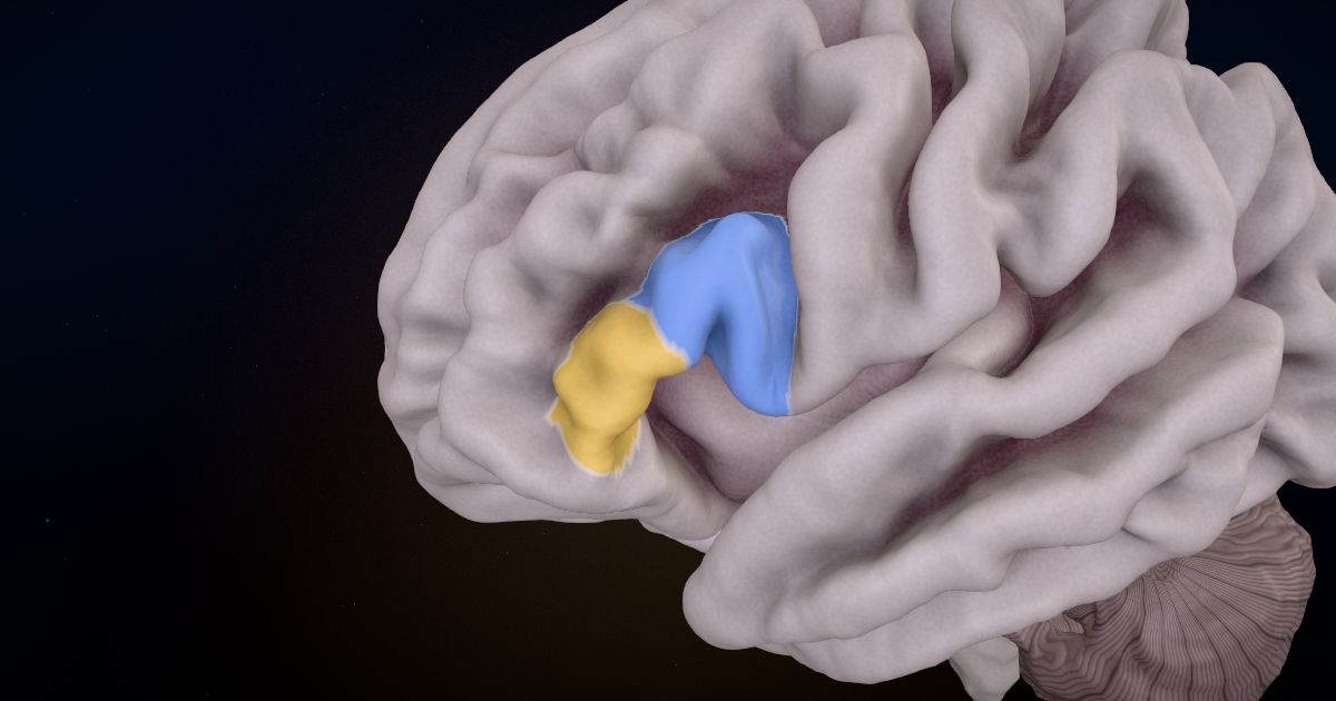 Language and the brain in a 3D model of the brain