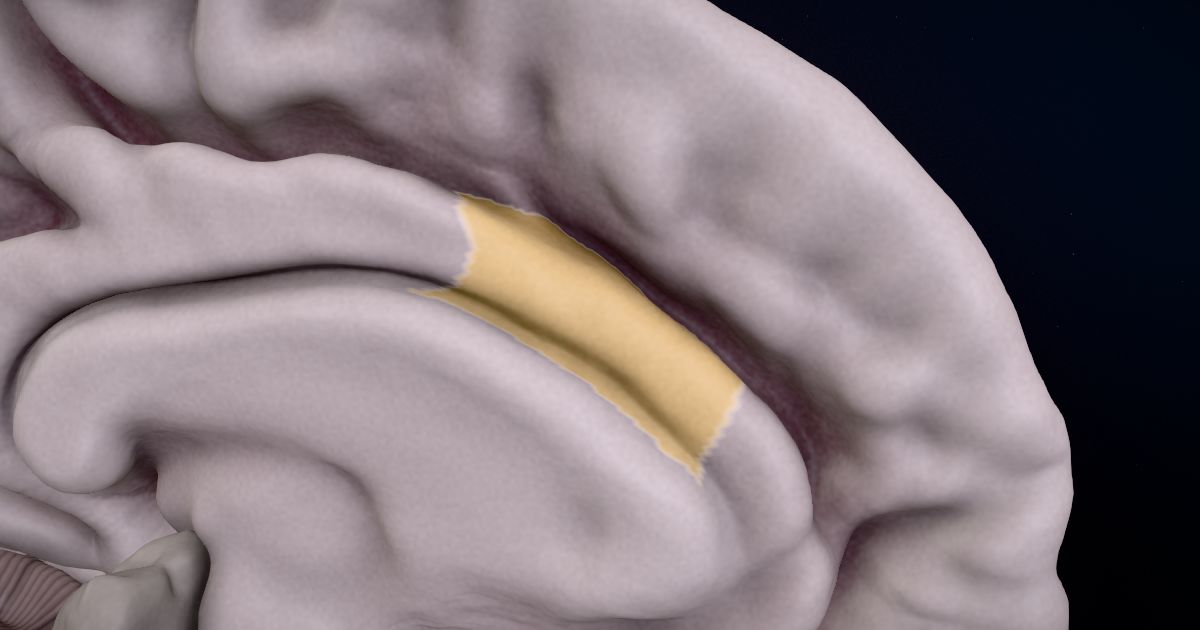 The caudal anterior cingulate cortex lit up in a 3D model of the human brain