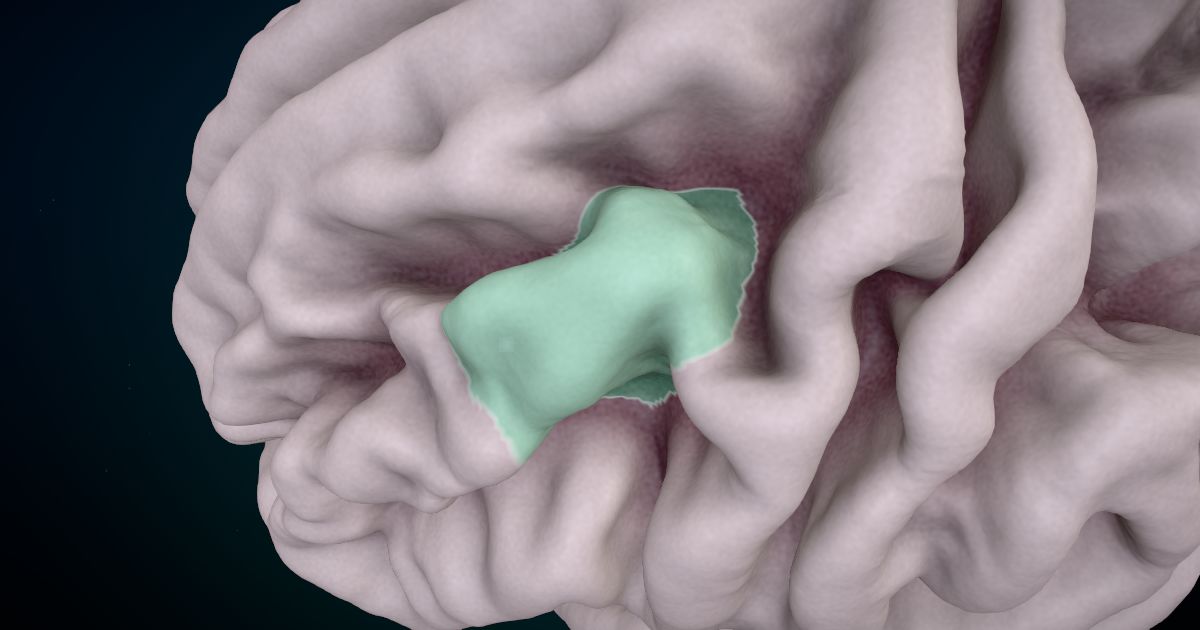 The caudal middle frontal gyrus lit up in a 3D model of the human brain