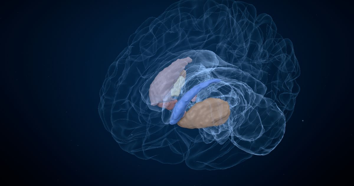 The caudate nucleus in a 3D model of the brain