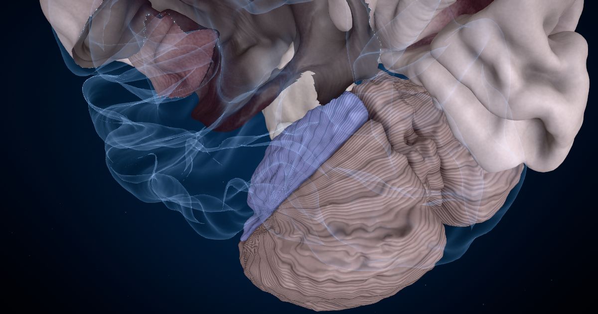 The anterior lobe of the cerebellum lit up in a 3D model of the human brain