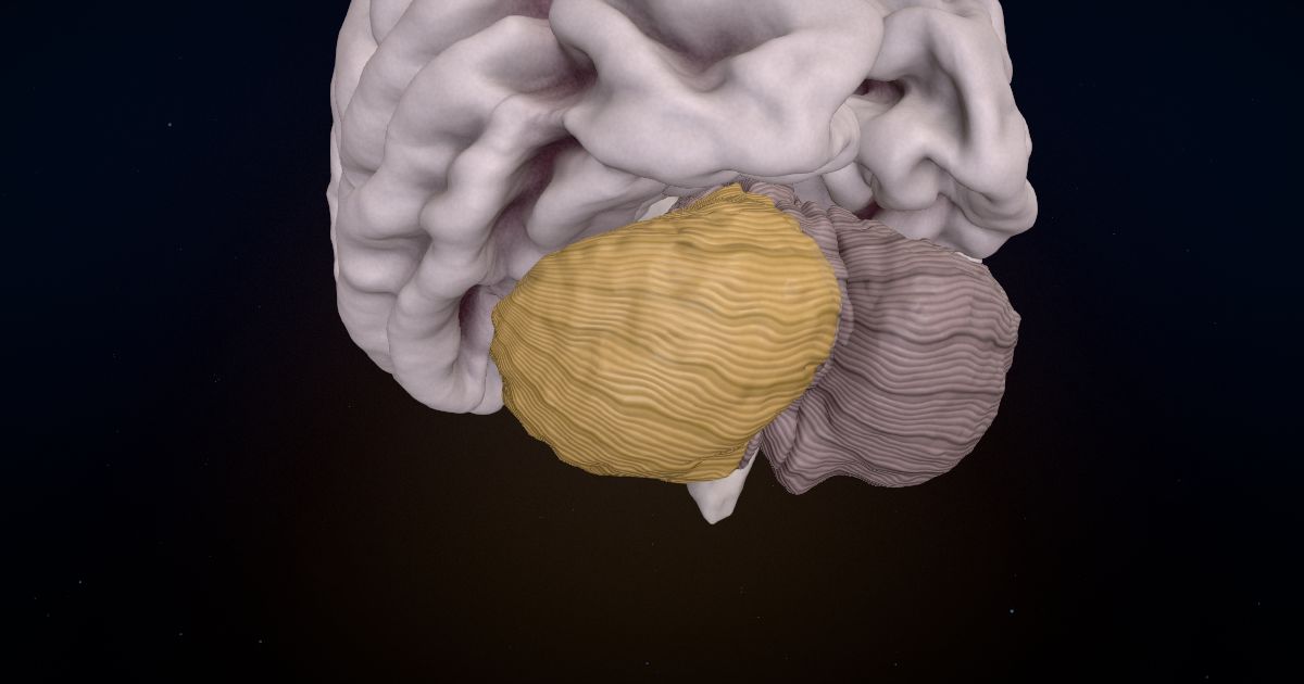 The posterior lobe of the cerebellum in a 3D model of the brain
