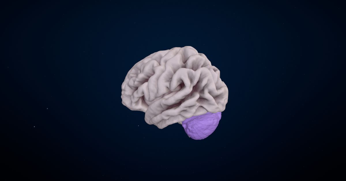The cerebellum in a 3D model of the brain