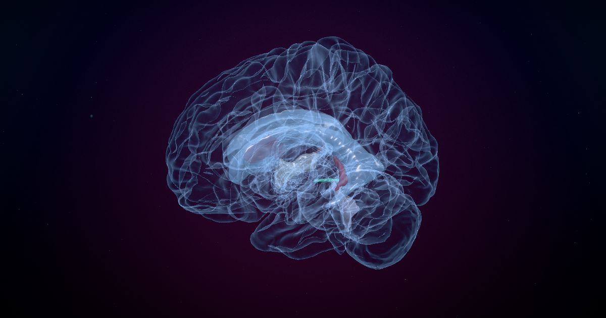 The cerebral aqueduct in a 3D model of the brain