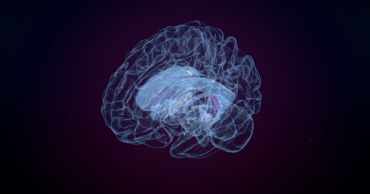 The choroid plexus in a 3D model of the brain