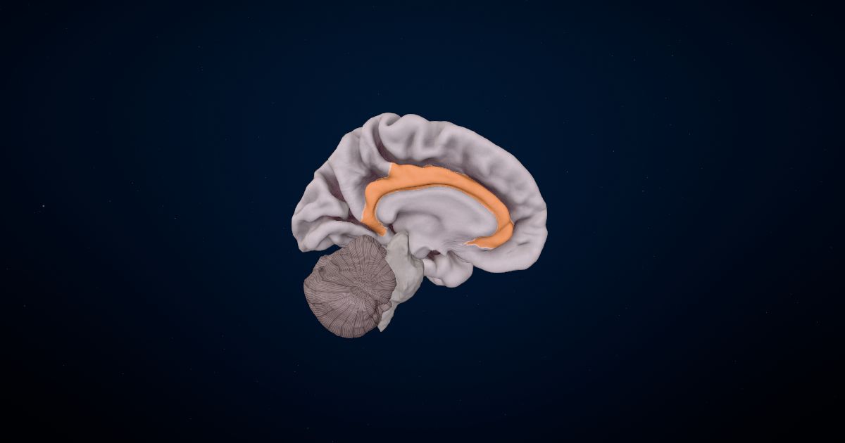 The cingulate cortex in a 3D model of the brain