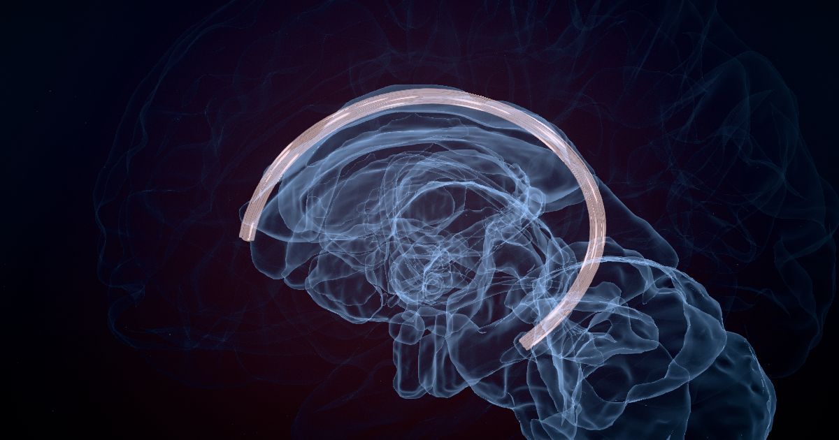 The cingulum in a 3D model of the brain
