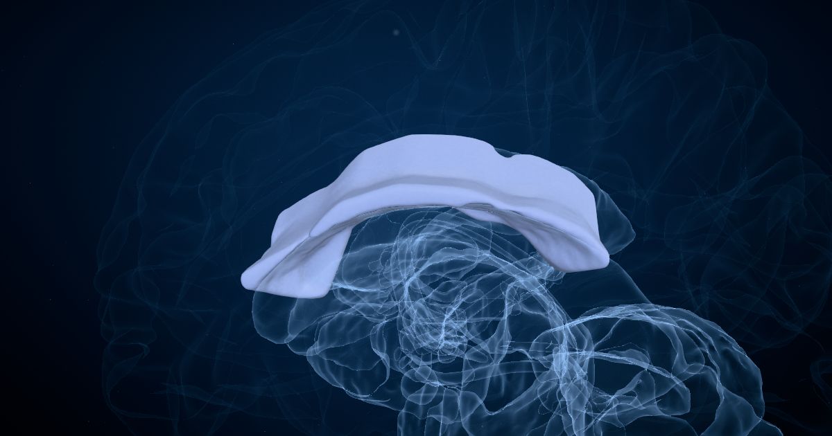 Left brain and right brain in a 3D model of the brain