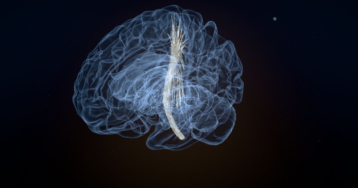 How the brain controls movement: upper and lower motor neurons in a 3D model of the brain