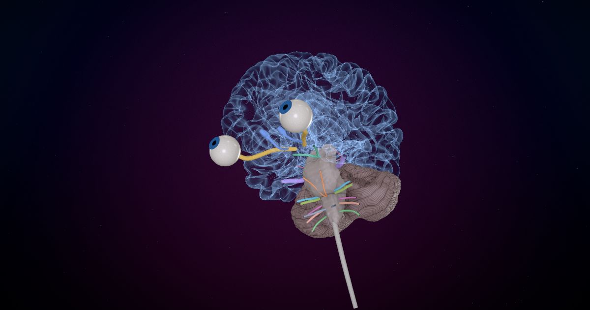 The cranial nerves lit up in a 3D model of the human brain