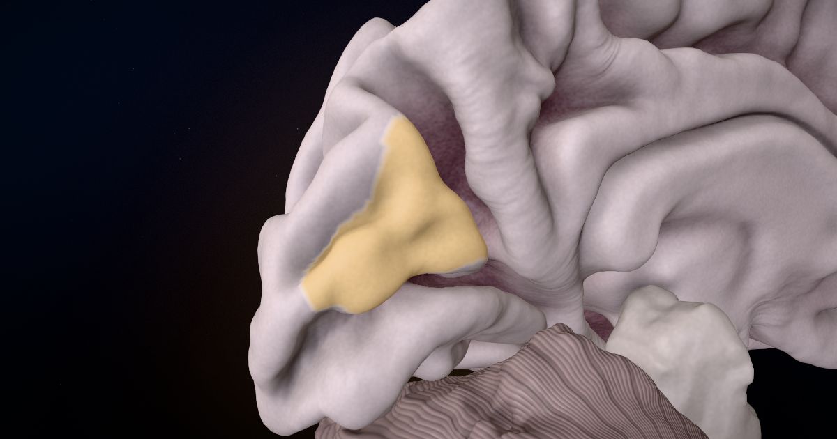 The cuneus lit up in a 3D model of the human brain