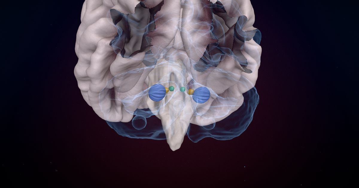 The deep cerebellar nuclei lit up in a 3D model of the human brain