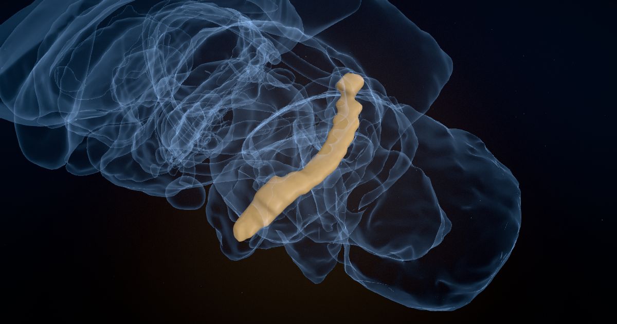 The dentate gyrus in a 3D model of the brain