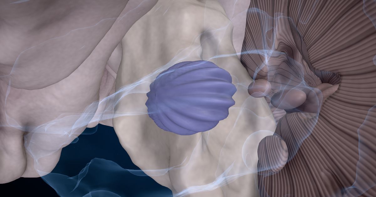 The dentate nucleus in a 3D model of the brain