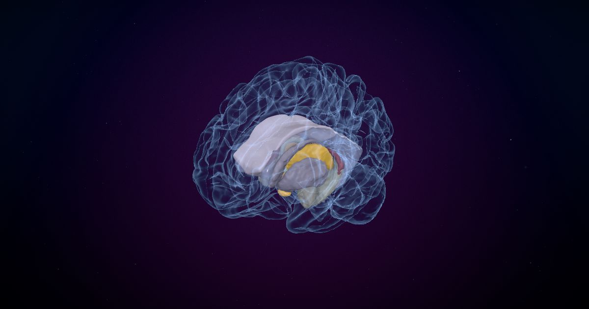 The diencephalon lit up in a 3D model of the human brain