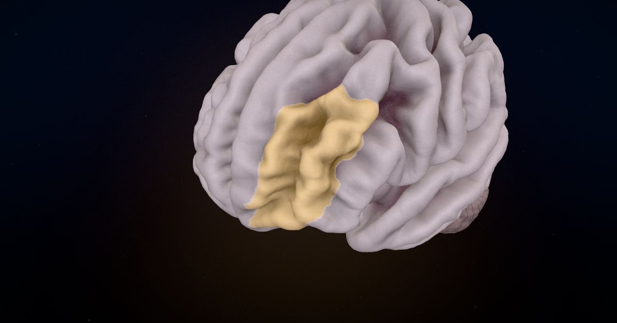 The dorsolateral prefrontal cortex lit up in a 3D model of the human brain