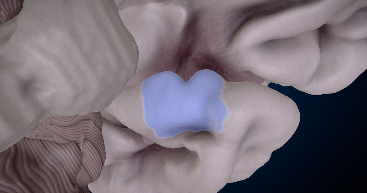 The entorhinal cortex in a 3D model of the brain