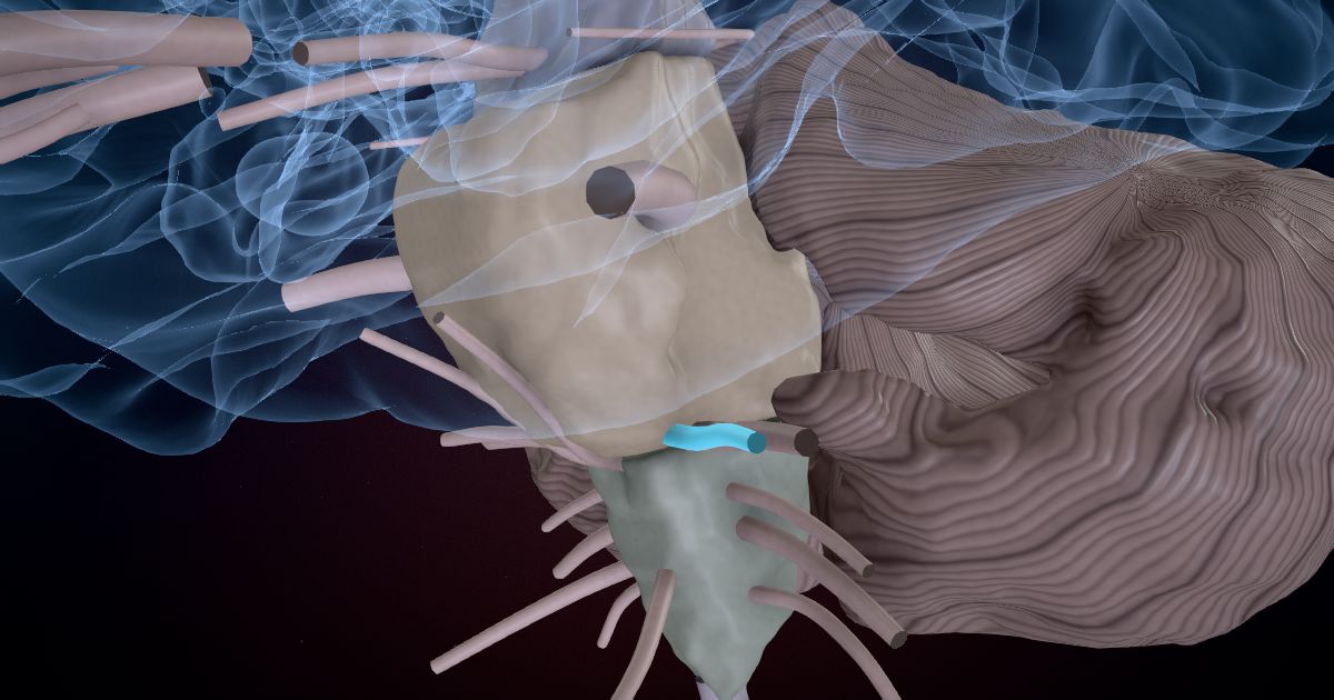 The facial nerve (VII) in a 3D model of the brain