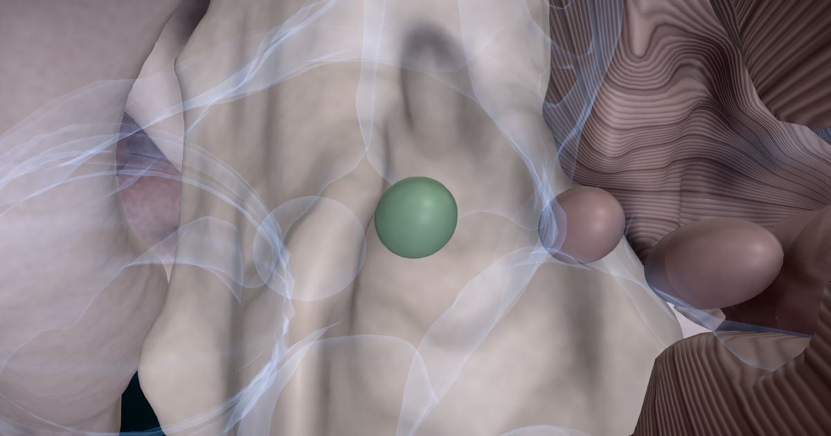 The fastigial nucleus lit up in a 3D model of the human brain