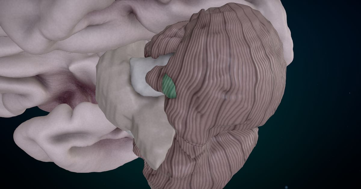 The flocculonodular lobe in a 3D model of the brain
