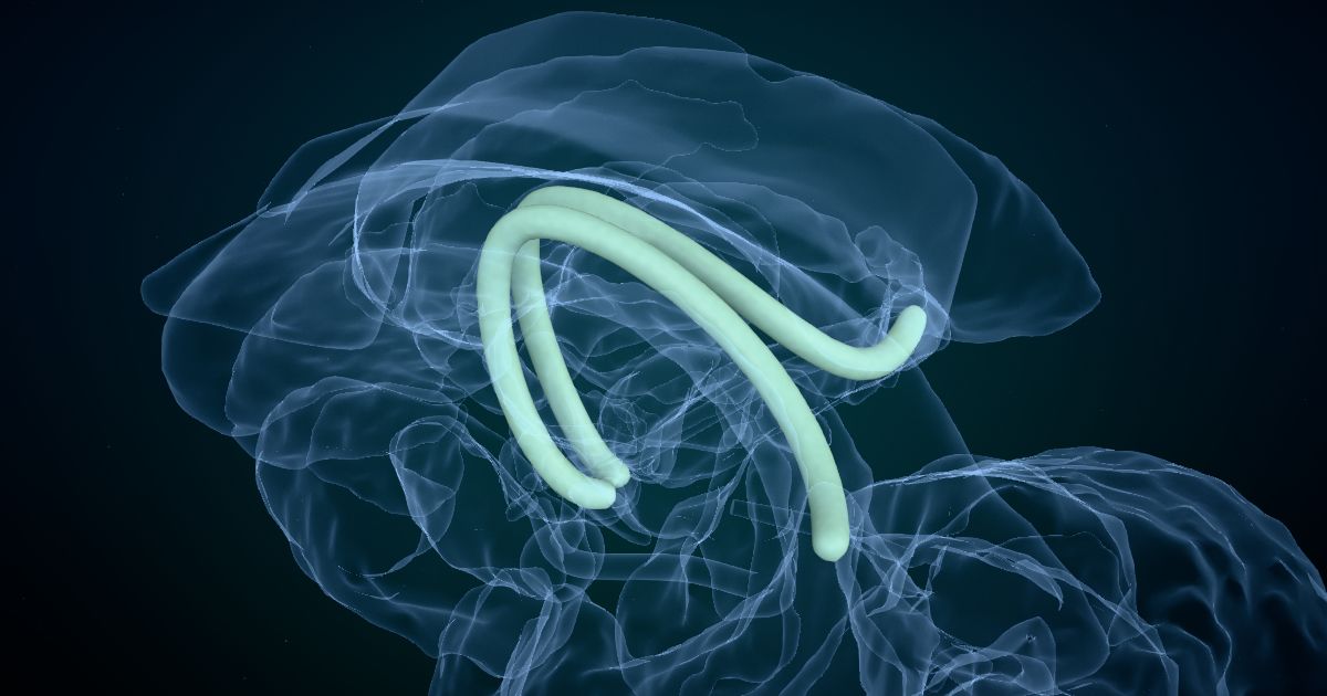 The fornix in a 3D model of the brain