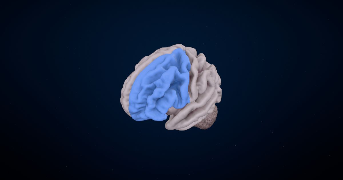 The frontal lobe in a 3D model of the brain