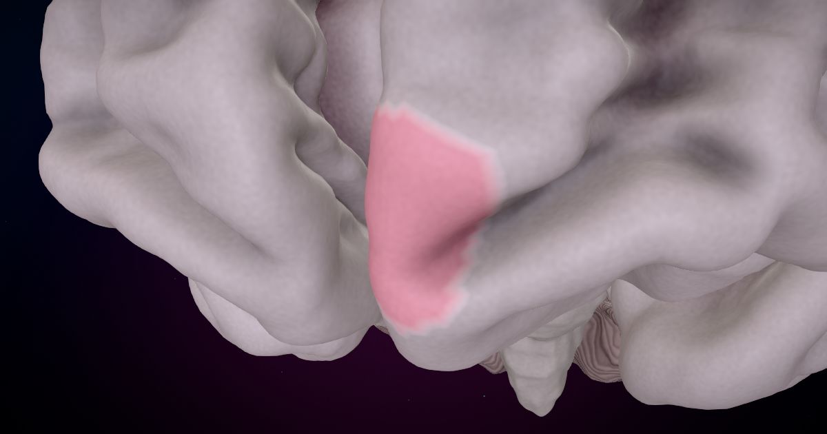The frontal pole lit up in a 3D model of the human brain