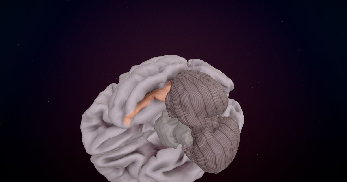 The fusiform gyrus in a 3D model of the brain