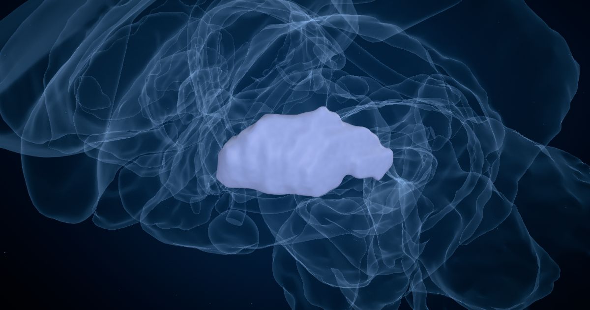The external globus pallidus (GPe) lit up in a 3D model of the human brain