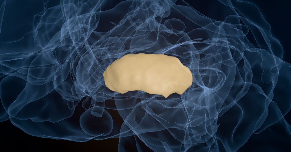 The internal globus pallidus (GPi) lit up in a 3D model of the human brain