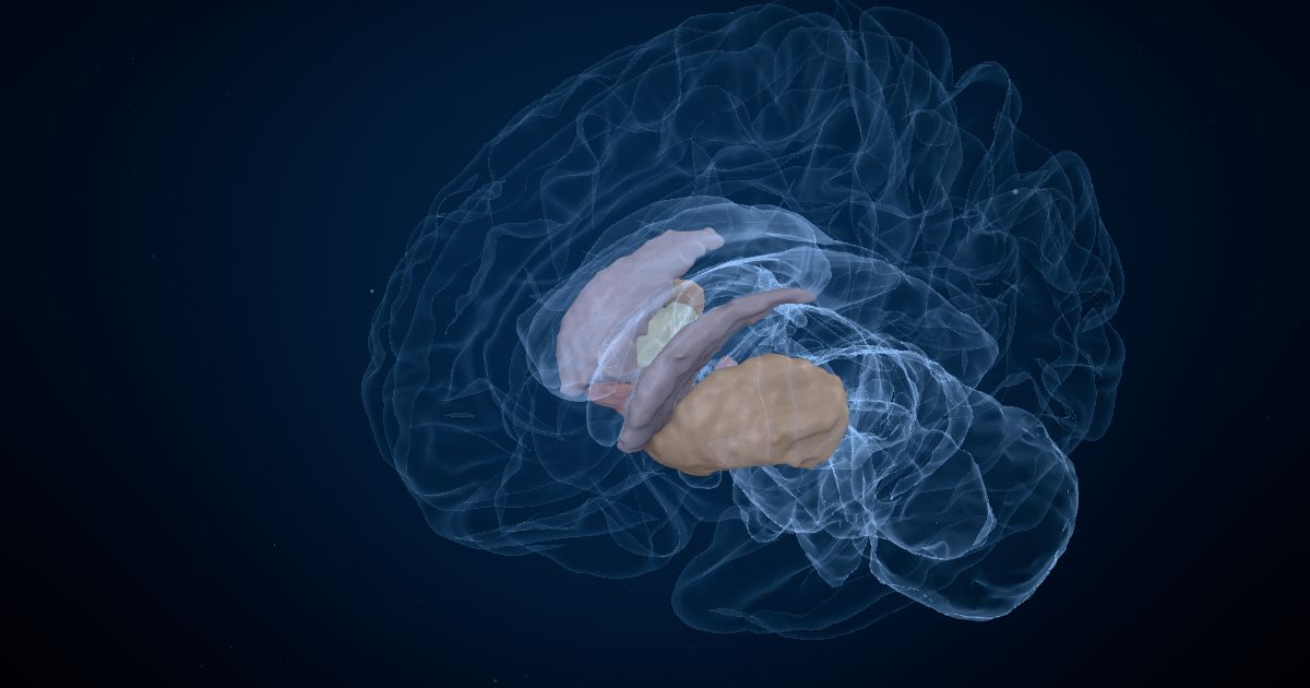 The globus pallidus in a 3D model of the brain