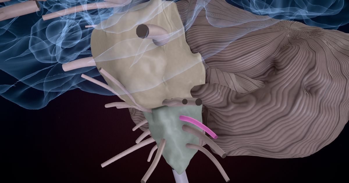The glossopharyngeal nerve (IX) lit up in a 3D model of the human brain