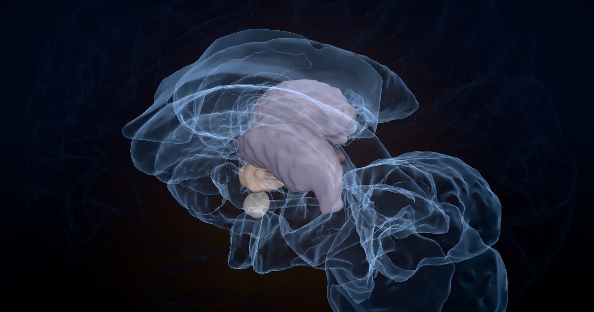 The habenula lit up in a 3D model of the human brain