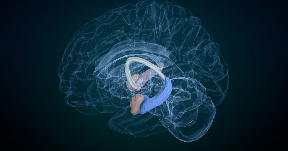How memory works in a 3D model of the brain