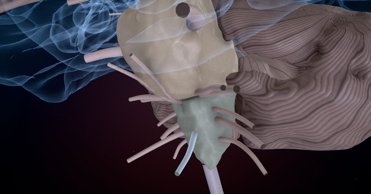 The hypoglossal nerve (XII) lit up in a 3D model of the human brain