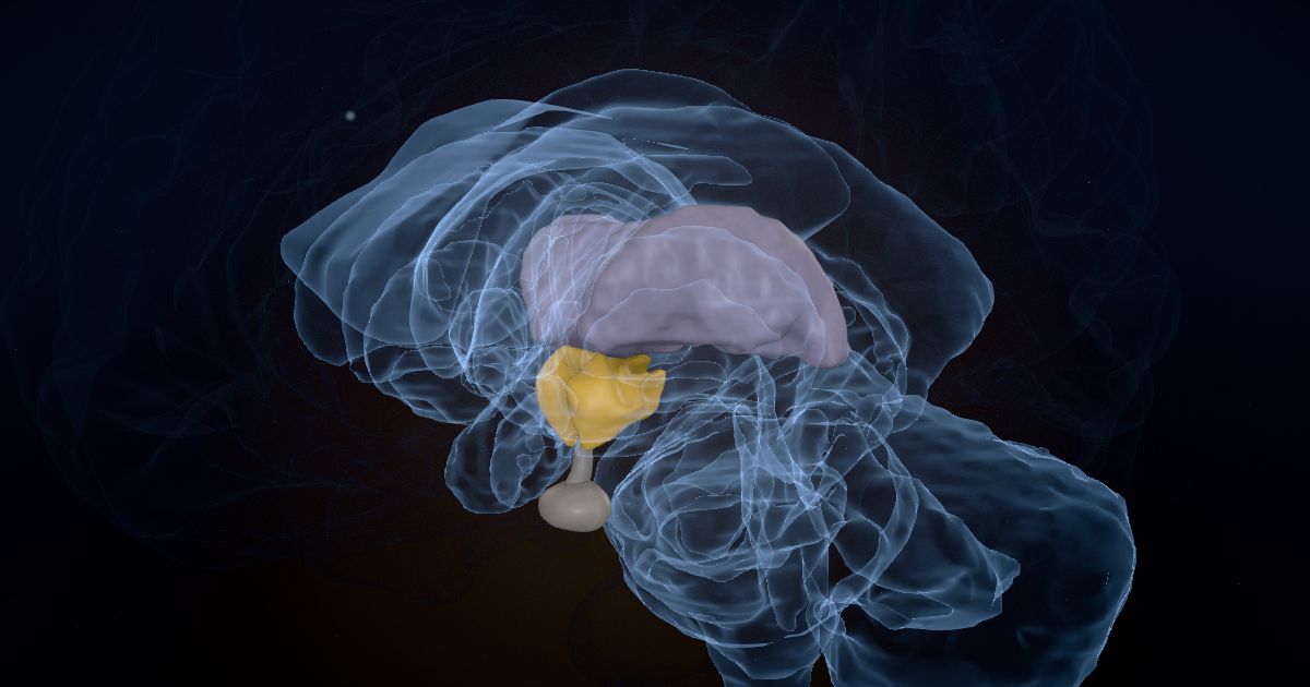 Sleep and the brain in a 3D model of the brain