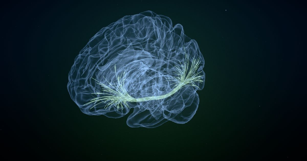 The inferior fronto-occipital fasciculus lit up in a 3D model of the human brain