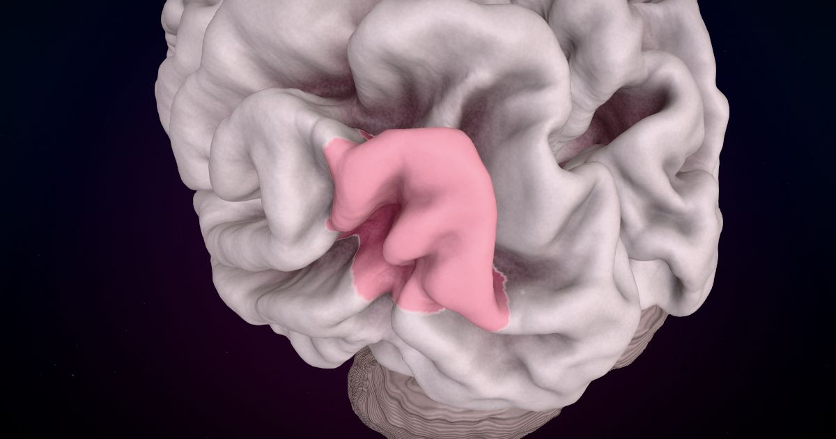 The angular gyrus region in a 3D model of the brain