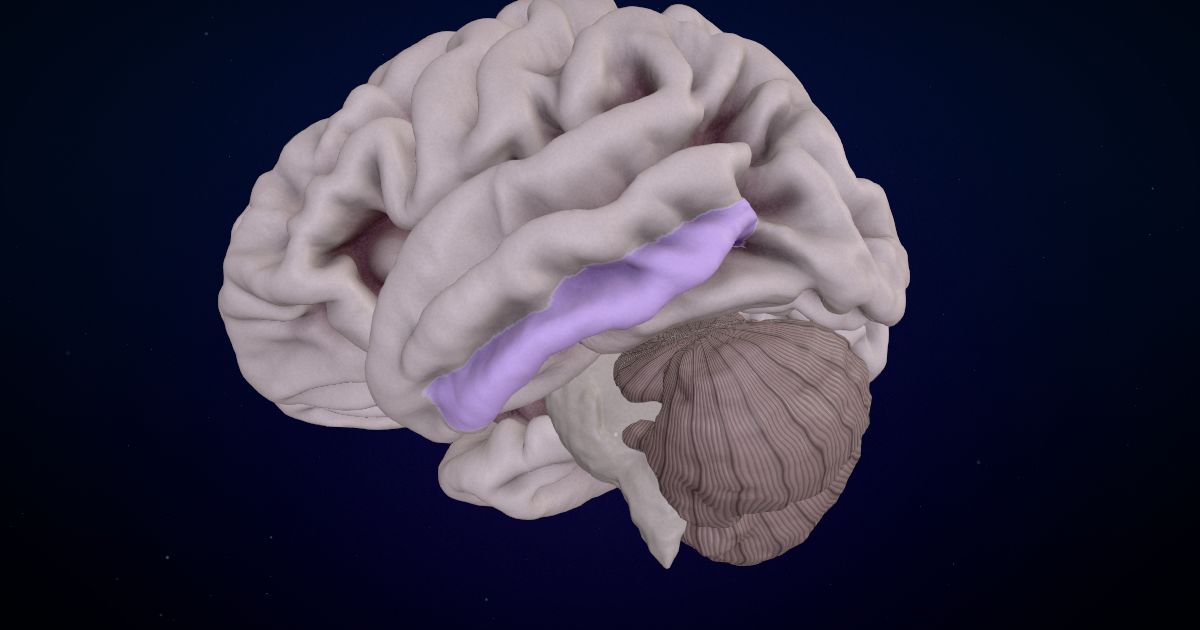 The inferior temporal gyrus lit up in a 3D model of the human brain