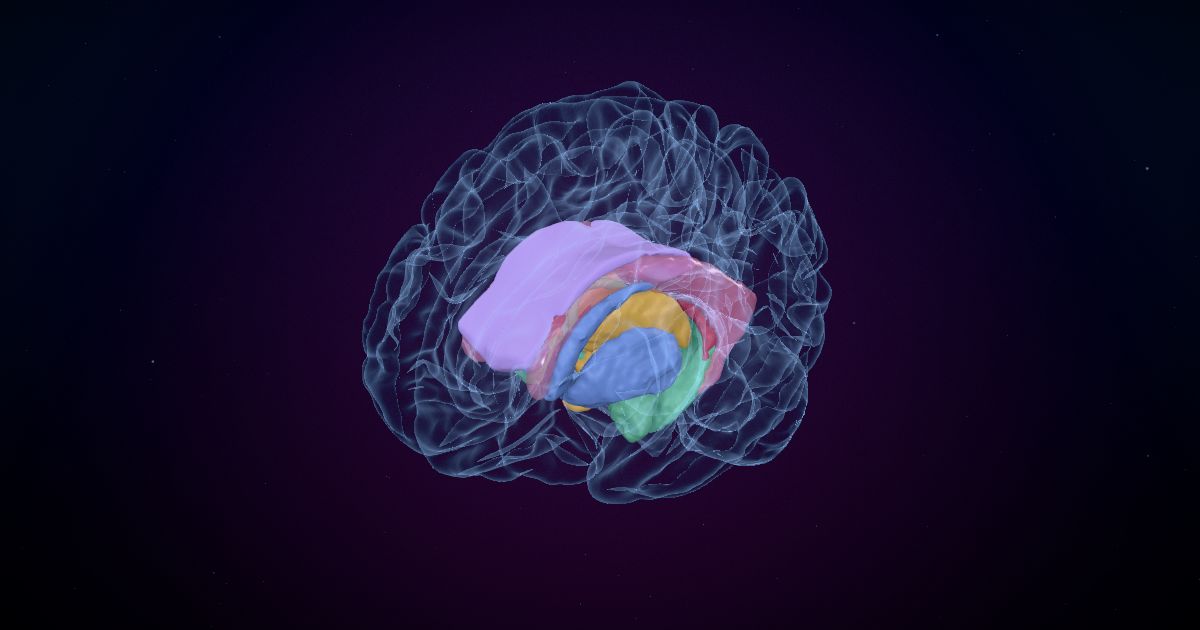 The deep parts of the brain lit up in a 3D model of the human brain