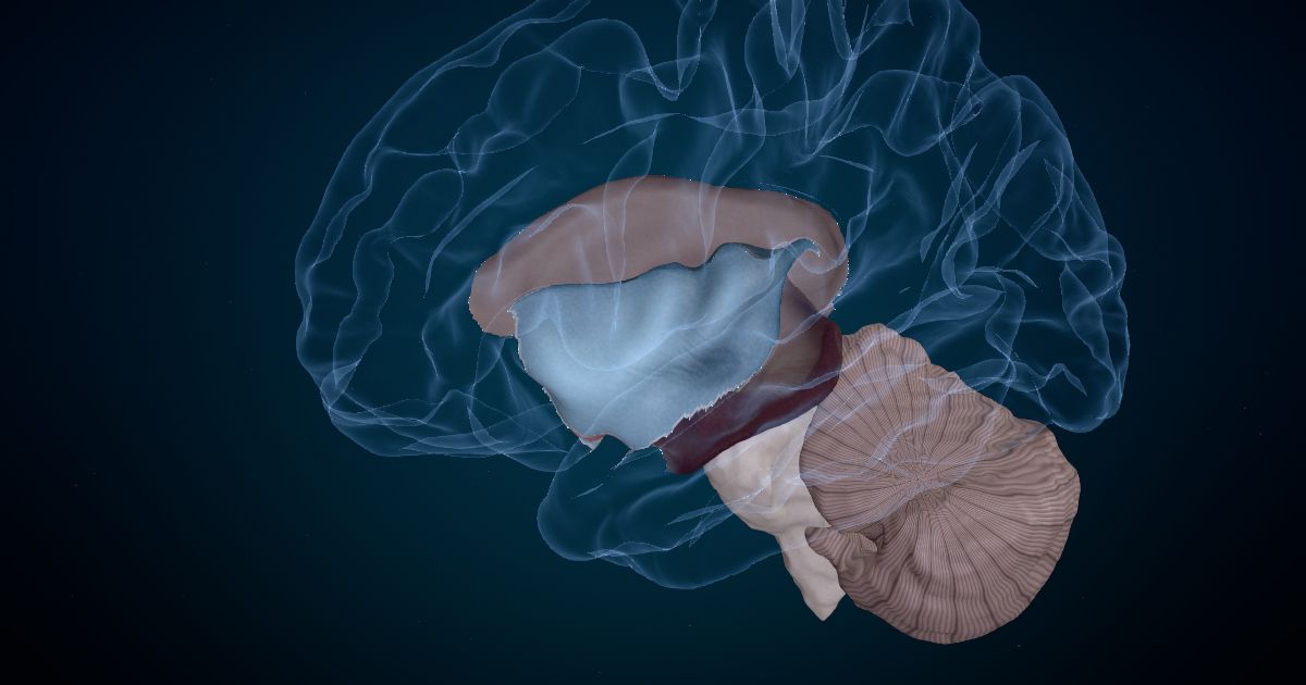 The hidden cortex in a 3D model of the brain