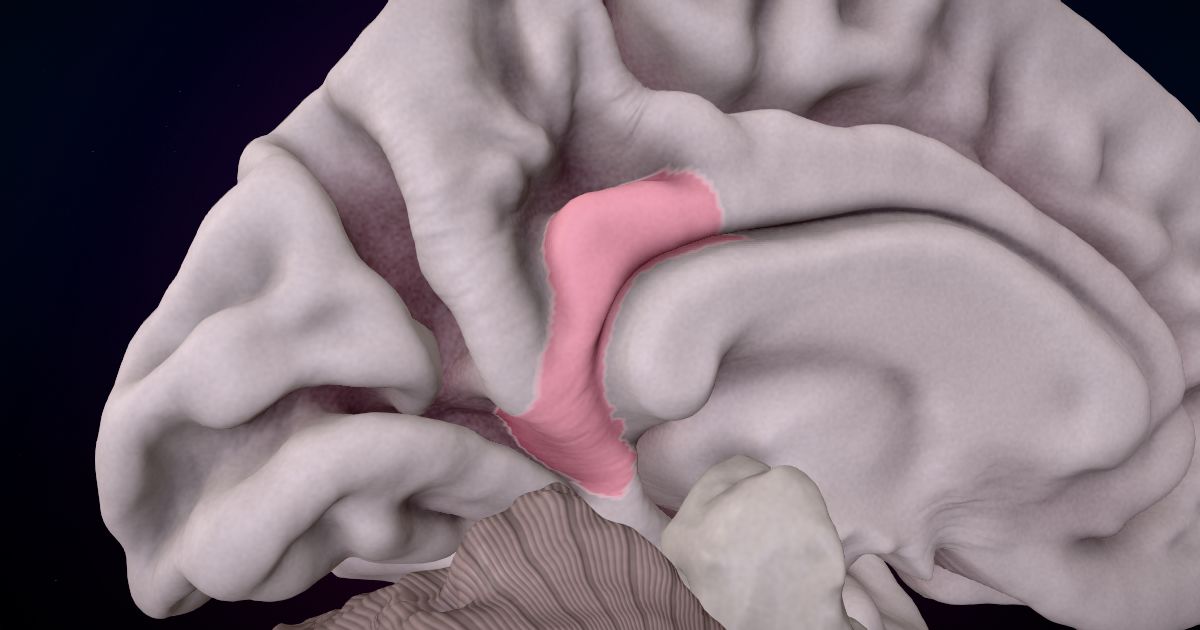 The isthmus of the cingulate lit up in a 3D model of the human brain