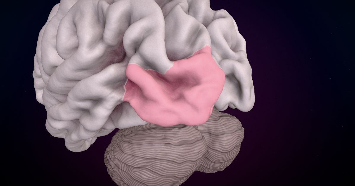 The lateral occipital cortex lit up in a 3D model of the human brain