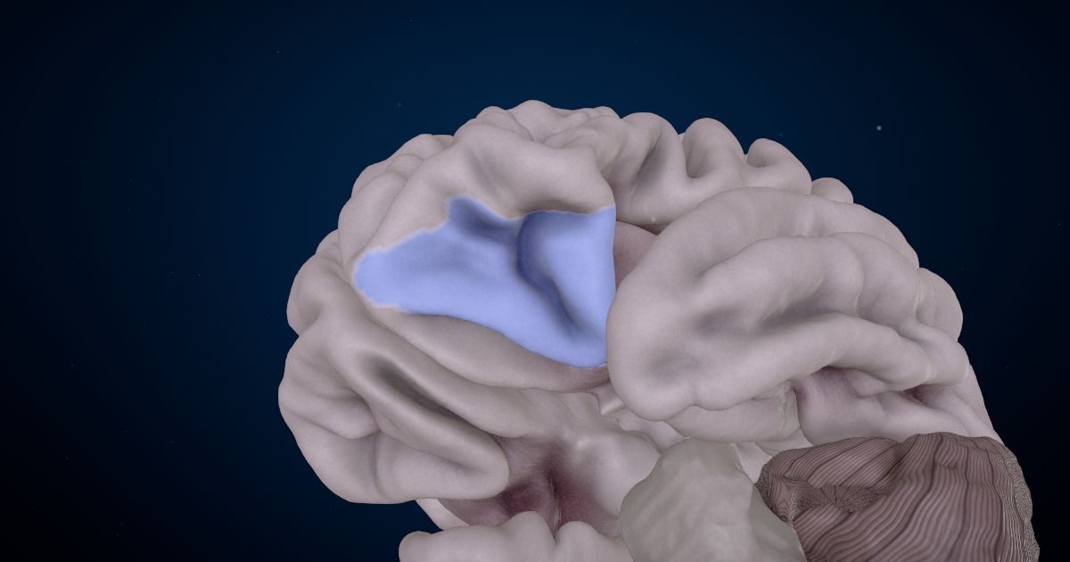 The lateral orbitofrontal cortex lit up in a 3D model of the human brain