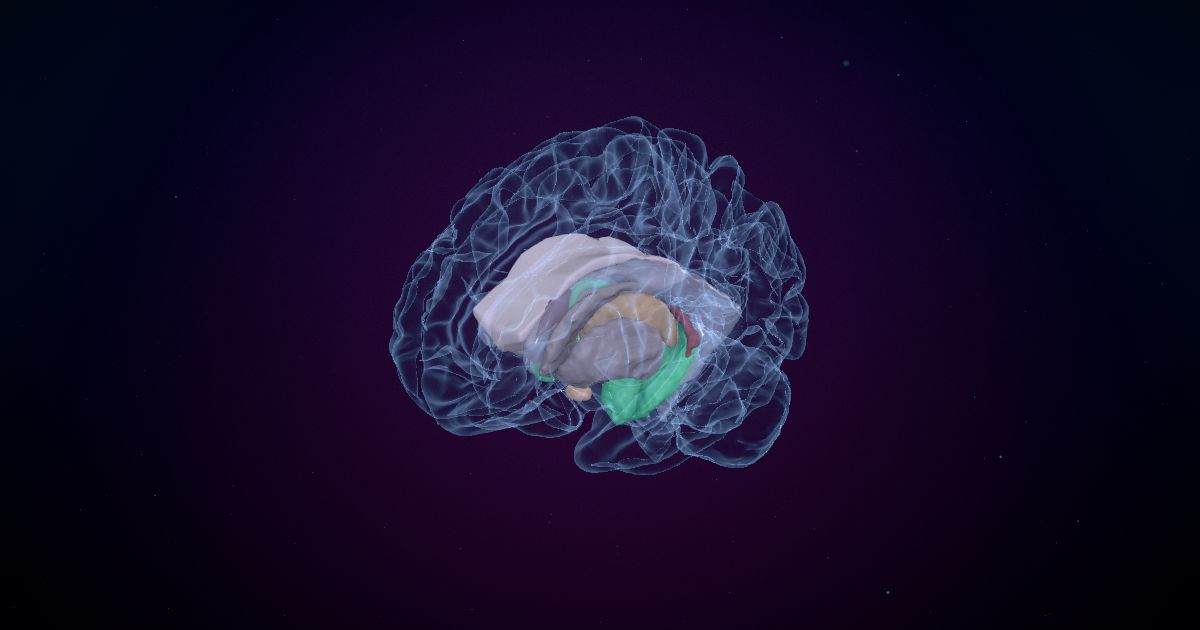The limbic system lit up in a 3D model of the human brain